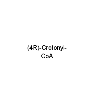 (4R)-Crotonyl-CoA