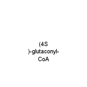 (4S)-glutaconyl-CoA