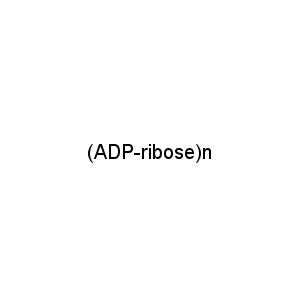 (ADP-ribose)n