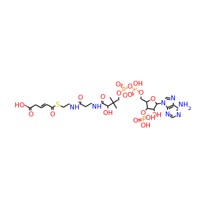 (E)-Glutaconyl-CoA