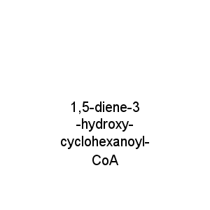 1,5-diene-3-hydroxy-cyclohexanoyl-CoA