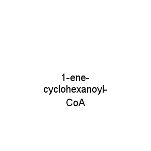 1-ene-cyclohexanoyl-CoA