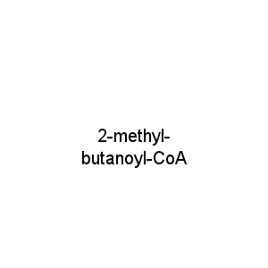 2-methyl-butanoyl-CoA
