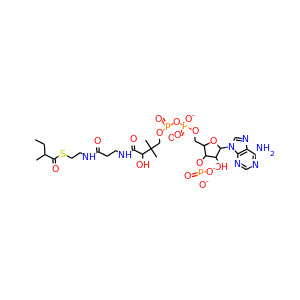 2-methyl-butyryl-CoA