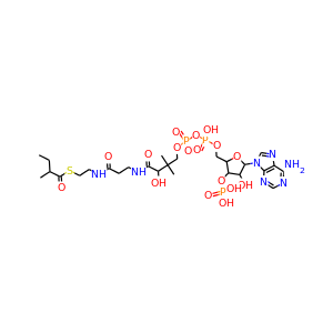 2-methylbutanoyl-CoA