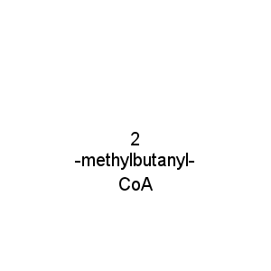 2-methylbutanyl-CoA