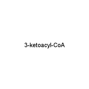 3-ketoacyl-CoA
