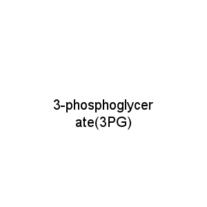 3-phosphoglycerate(3PG)
