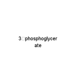 3－phosphoglycerate