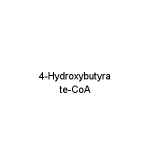4-Hydroxybutyrate-CoA