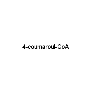 4-coumaroul-CoA