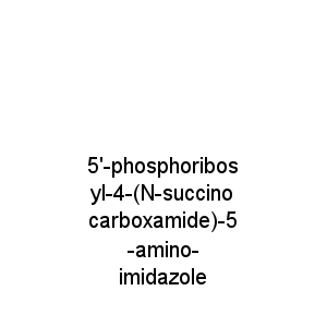 5'-phosphoribosyl-4-(N-succinocarboxamide)-5-amino-imidazole