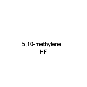 5,10-methyleneTHF
