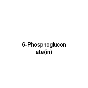 6-Phosphogluconate(in)