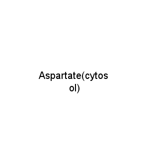 Aspartate(cytosol)
