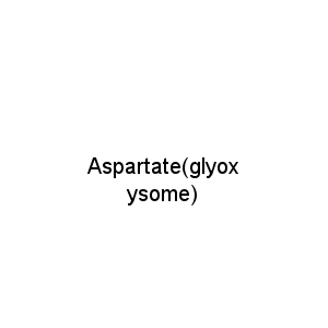 Aspartate(glyoxysome)