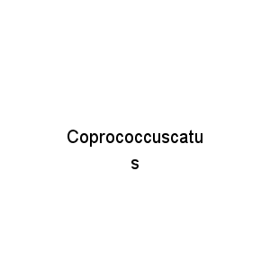 Coprococcuscatus