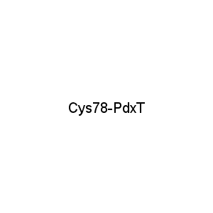 Cys78-PdxT