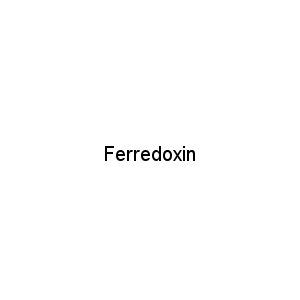 Ferredoxin