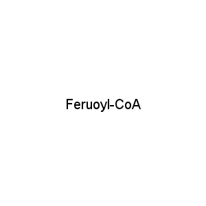 Feruoyl-CoA