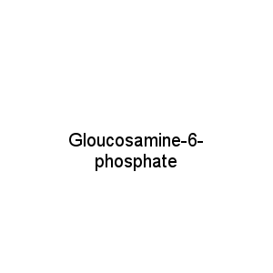 Gloucosamine-6-phosphate