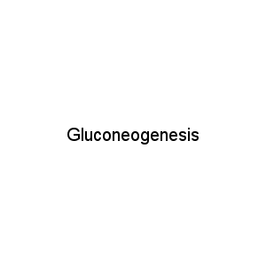 Gluconeogenesis