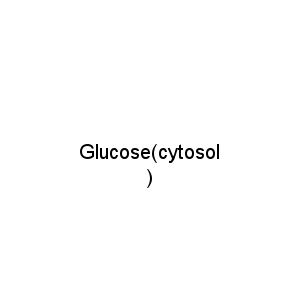 Glucose(cytosol)
