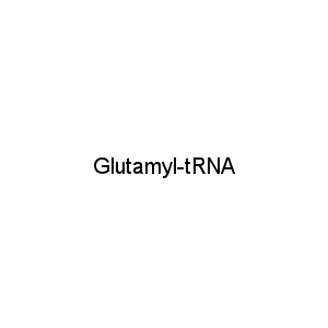 Glutamyl-tRNA