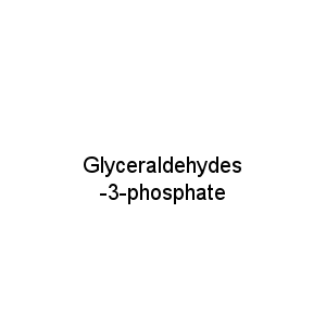 Glyceraldehydes-3-phosphate