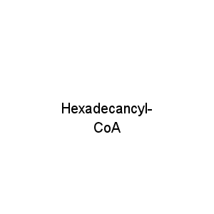 Hexadecancyl-CoA