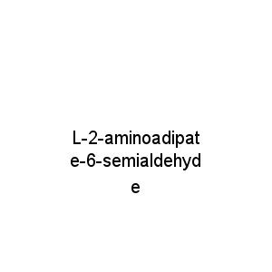 L-2-aminoadipate-6-semialdehyde