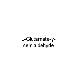 L-Glutarnate-γ-semialdehyde