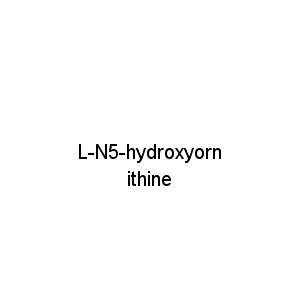 L-N5-hydroxyornithine