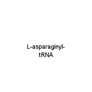 L-asparaginyl-tRNA