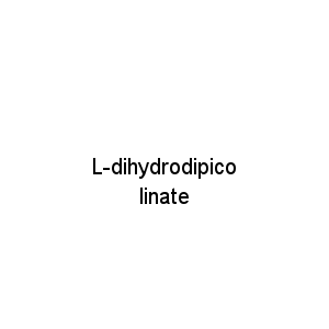 L-dihydrodipicolinate
