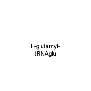 L-glutamyl-tRNAglu