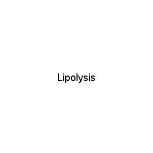 Lipolysis