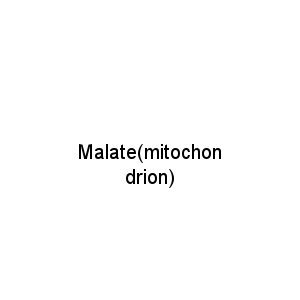 Malate(mitochondrion)