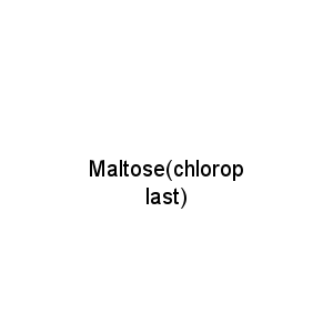 Maltose(chloroplast)