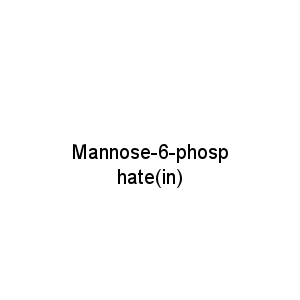 Mannose-6-phosphate(in)