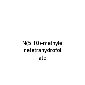 N(5,10)-methylenetetrahydrofolate