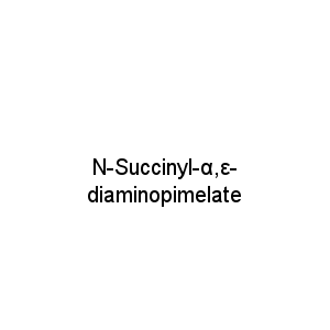 N-Succinyl-α,ε-diaminopimelate