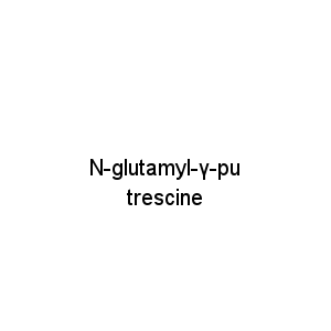 N-glutamyl-γ-putrescine