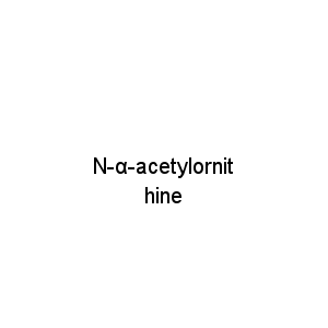 N-α-acetylornithine
