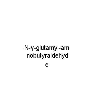 N-γ-glutamyl-aminobutyraldehyde