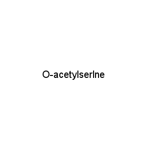O-acetylserlne