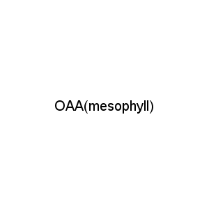 OAA(mesophyll)