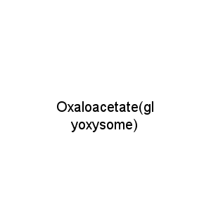 Oxaloacetate(glyoxysome)
