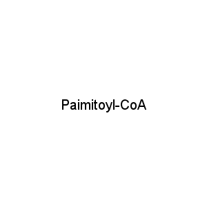 Paimitoyl-CoA