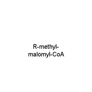 R-methyl-malomyl-CoA